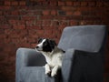 border collie puppy on an armchair, brick wall background. dog in a modern loft interior. Royalty Free Stock Photo