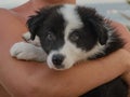 Border collie puppy in arms looking at you Royalty Free Stock Photo