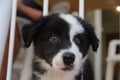 Border collie puppy in arms looking at you Royalty Free Stock Photo