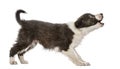 Border Collie Puppy Barking, Isolated
