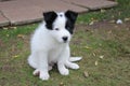 Border Collie Puppy