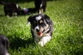 Border collie puppy boy Royalty Free Stock Photo