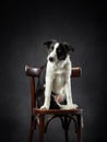 border collie puppy on chair, black background. dog in a modern loft interior. Royalty Free Stock Photo