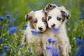 Border collie puppies in a cornflower field