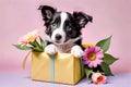 Border Collie puppy dog birthday children present Royalty Free Stock Photo