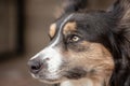 Border collie puppy dog in belgique