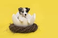Border collie puppy in a easter egg shell in a animals nest on a yellow background in a vertical image with space for copy Royalty Free Stock Photo