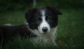 Head of the black and white Border Collie puppy with brown eyes Royalty Free Stock Photo