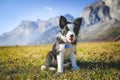 Border collie puppy on a field