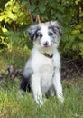 Border collie puppy in grass