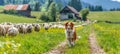 Border collie puppy herding sheep in lush green pasture, showcasing intelligence and work ethic