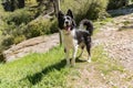 Border Collie puppy in Madriu-Perafita-Claror Valley in Andorra,UNESCO world heritage site