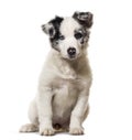 Border collie puppy, 3 months old Royalty Free Stock Photo