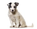 Border collie puppy, 3 months old Royalty Free Stock Photo