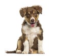 Border Collie puppy , 3 months old Royalty Free Stock Photo