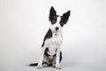 Border Collie puppy, 4 months old, sitting in front of white background Royalty Free Stock Photo