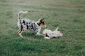 Border collie puppy playing with a chihuahua dog on grass Royalty Free Stock Photo