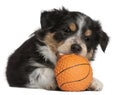 Border Collie puppy playing with toy basketball Royalty Free Stock Photo