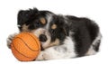 Border Collie puppy playing with toy basketball