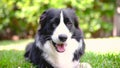 Border Collie puppy resting in the garden