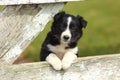 Border Collie Puppy Resting Paws on Rustic White Wooden Fence Royalty Free Stock Photo