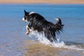 Border Collie puppy running in the water Royalty Free Stock Photo