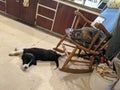 Border Collie puppy sleeping on the floor below a brown tabby cat on a rocking chair Royalty Free Stock Photo