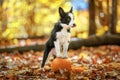 Border collie puppy stays on pumpkin Royalty Free Stock Photo