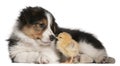 Border Collie puppy, 6 weeks old, playing with chick in front of Royalty Free Stock Photo