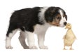 Border Collie puppy, 6 weeks old, playing with a duckling, 1 wee Royalty Free Stock Photo