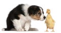 Border Collie puppy, 6 weeks old, playing with a duckling, 1 wee Royalty Free Stock Photo