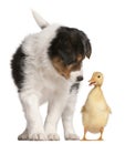 Border Collie puppy, 6 weeks old, playing with a duckling, 1 week old Royalty Free Stock Photo