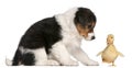 Border Collie puppy, 6 weeks old, playing with a duckling, 1 week old Royalty Free Stock Photo