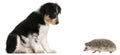 Border Collie puppy, 6 weeks old, playing with a hedgehog, 6 months old Royalty Free Stock Photo