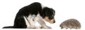 Border Collie puppy, 6 weeks old, playing with a hedgehog, 6 months old Royalty Free Stock Photo