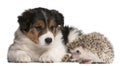 Border Collie puppy, 6 weeks old, playing with a hedgehog, 6 months old