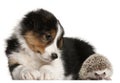 Border Collie puppy, 6 weeks old, playing with a hedgehog, 6 months old