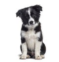 Border Collie puppy, 17 weeks old, sitting against white
