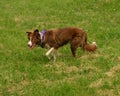 Border Collie Ready to Work or Play Royalty Free Stock Photo