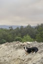 Border Collie Resting on a Pile of Gravel