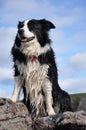 Happy looking wet border collie