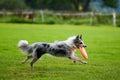 Border collie running and catching frisbee