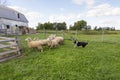 Border collie running with intense expression and tongue hanging out after group of sheep