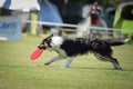 Border collie is running on prague frisbee competition. Royalty Free Stock Photo