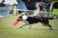 Border collie is running on prague frisbee competition.