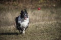 A border collie running after a red ball Royalty Free Stock Photo