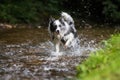 Border collie runs through a river Royalty Free Stock Photo