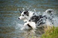 Border Collie runs into the water Royalty Free Stock Photo