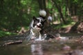 Border Collie Runs in Water with Stick Royalty Free Stock Photo