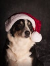 Border Collie with santa hat Royalty Free Stock Photo